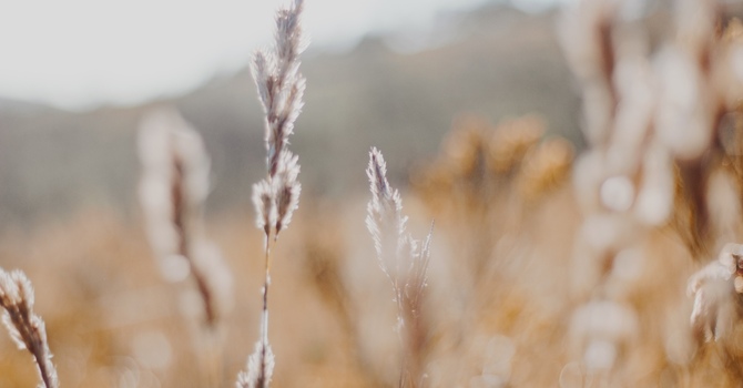 The Importance of Spinal Health for Overall Wellness